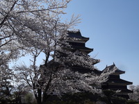 松本城　桜.JPG