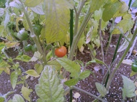 トマト写真.JPGのサムネイル画像